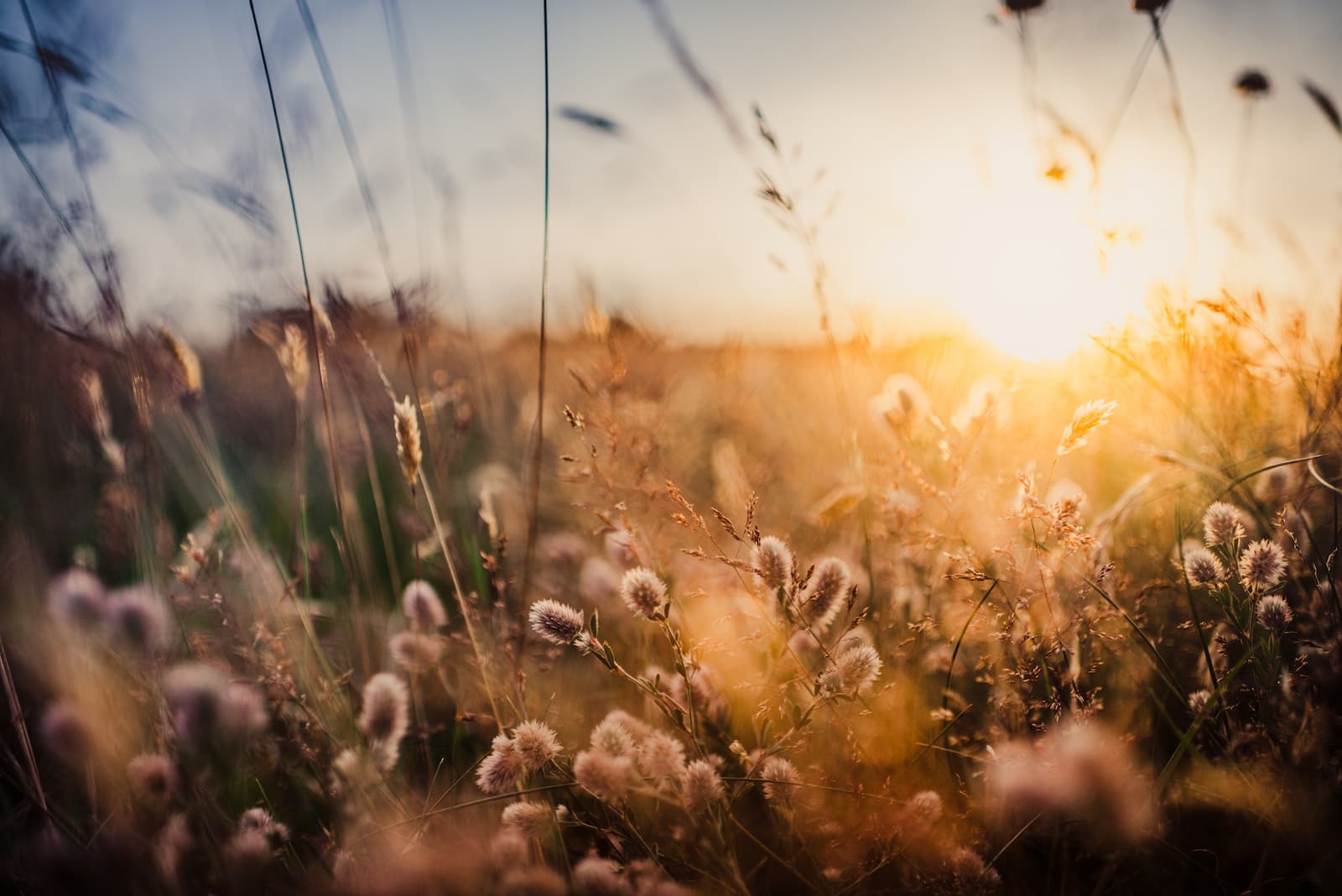 Sun shining on a meadow