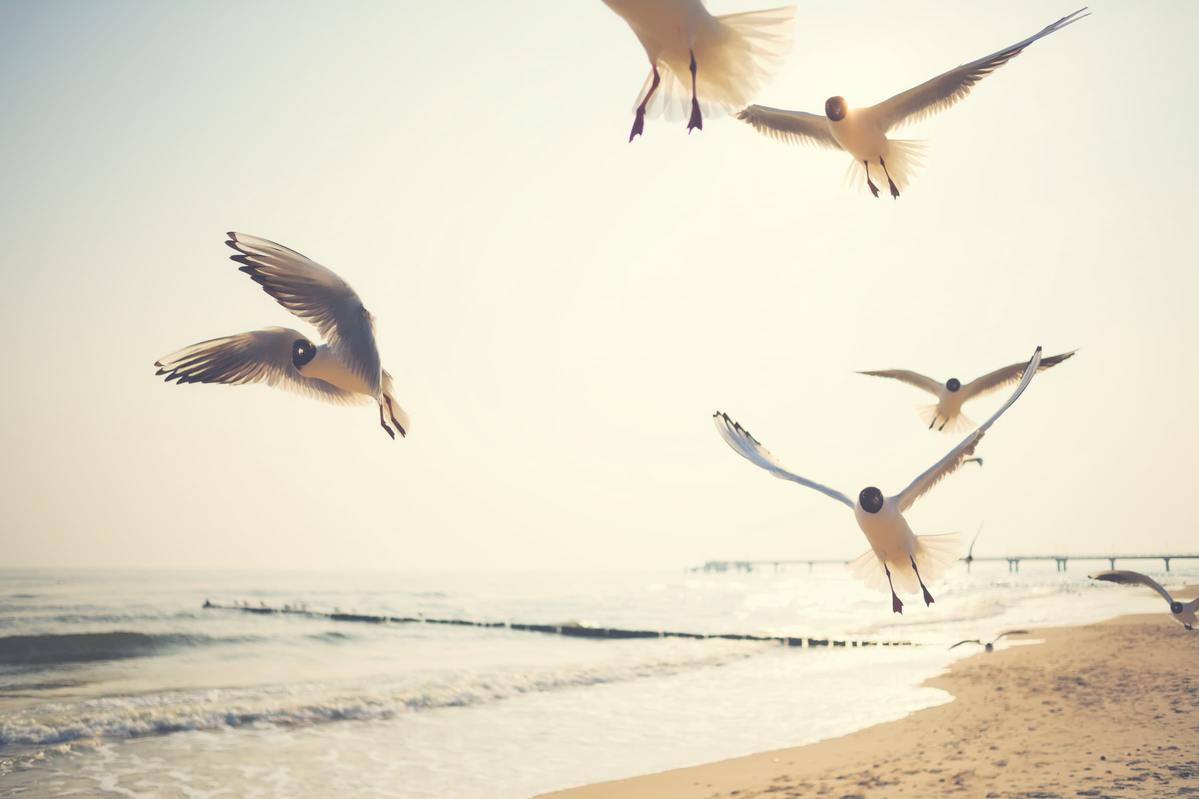 birds flying over a beach